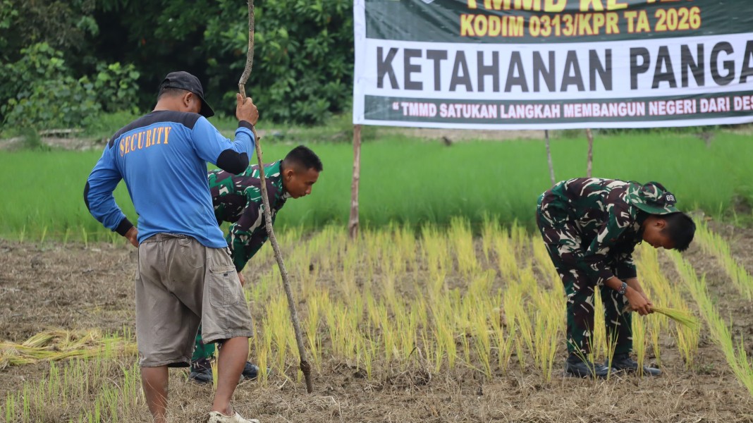 Perkuat Swasembada Pangan, Satgas TMMD Ke-129 Kodim 0313/KPR Tanam Padi di Kuala Panduk