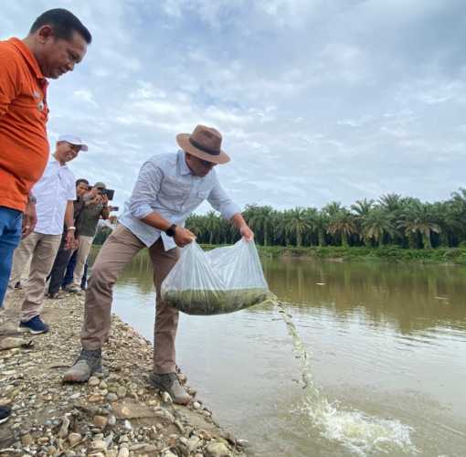 Tingkatkan Kelestarian Sungai, PTPN V Sebar Ratusan Ribu Benih Ikan