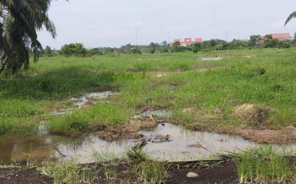 Selain Tidak Punya HGU, PT Pesawon Raya Tanami Sawit di Daerah Aliran Sungai Kerinci