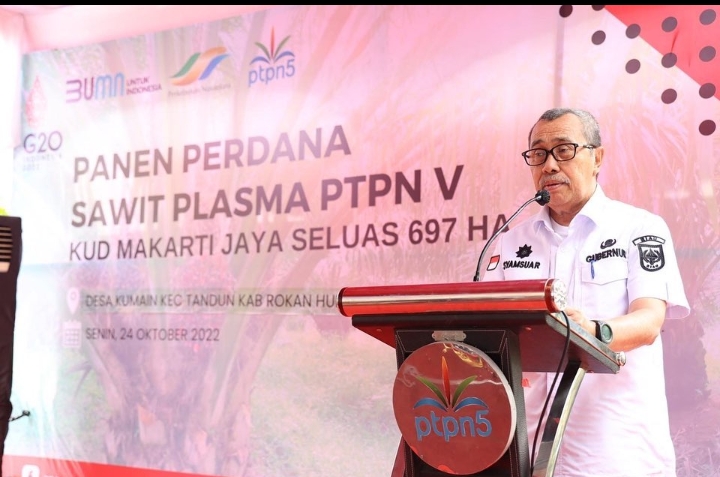 Persentase Plasma PTPN V Terluas di Riau