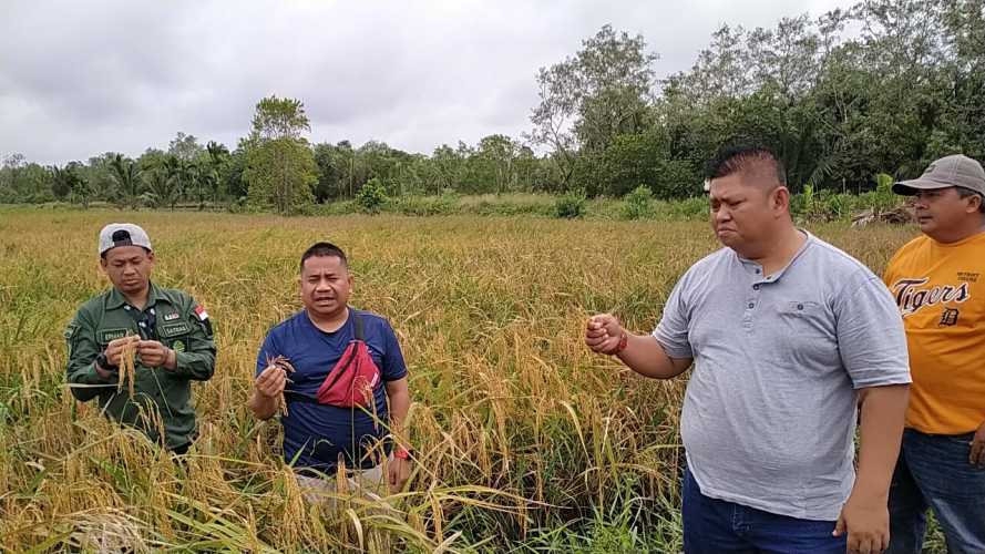 Dewas dan Dirut BUMD Tuah Sekata Tinjau Ketersediaan Beras Penyalai di Kuala Kampar