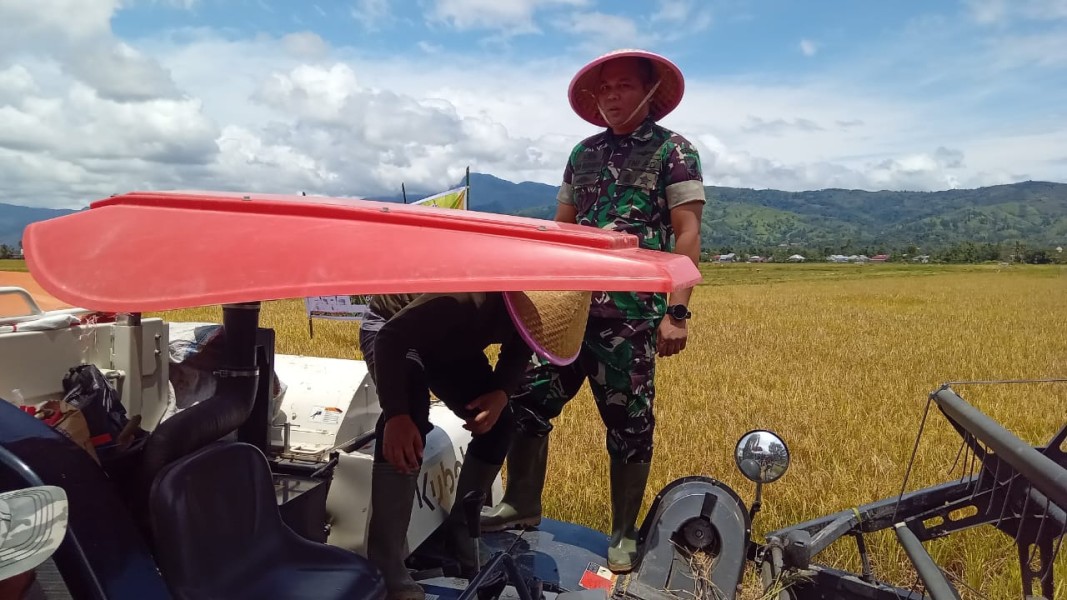 Dukung Program Ketahan Pangan Dandim 0417/Kerinci Besama Bupati Monadi Panen Padi Bersama