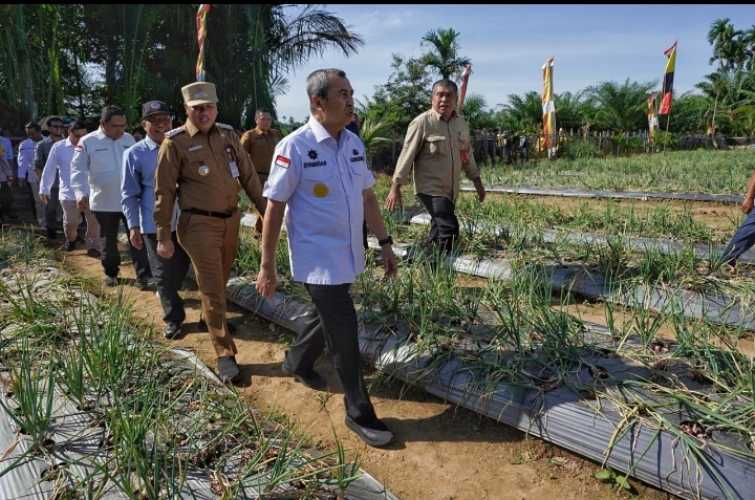 Panen Raya Bersama Ribuan Warga Kuansing, Gubernur Riau Serahkan Bantuan