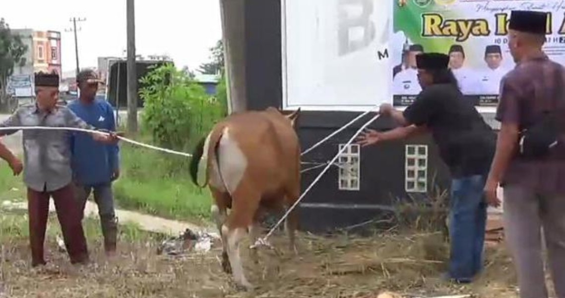 Bersama JMSI Inhu, Agrinas Palma Nusantara dan Pemda Inhu Kurban 2 Sapi