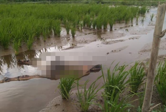 Heboh, Warga Pulau Tengah Temukan Mayat di Area Persawahan Pingir Danau Kerinci