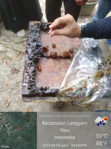 Tim PKM ITP21 Berikan Pendampingan Analisis Mutu Madu Trigona di Desa Tambak