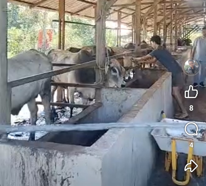 Panitia Qurban Masjid Al Mukminin Survey Hewan hingga ke Dumai, Booking 14 Ekor Sapi