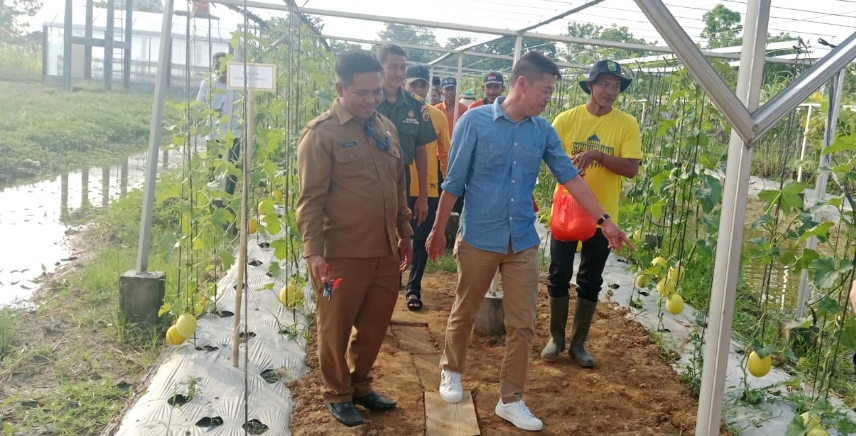 Bupati Rohil Panen Melon Kuning di Taman Edukasi