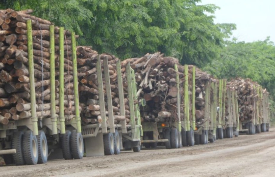 Greenwashing RAPP, Olah Kayu Ilegal dari Skema Sosial Serta Kerusakan Lingkungan