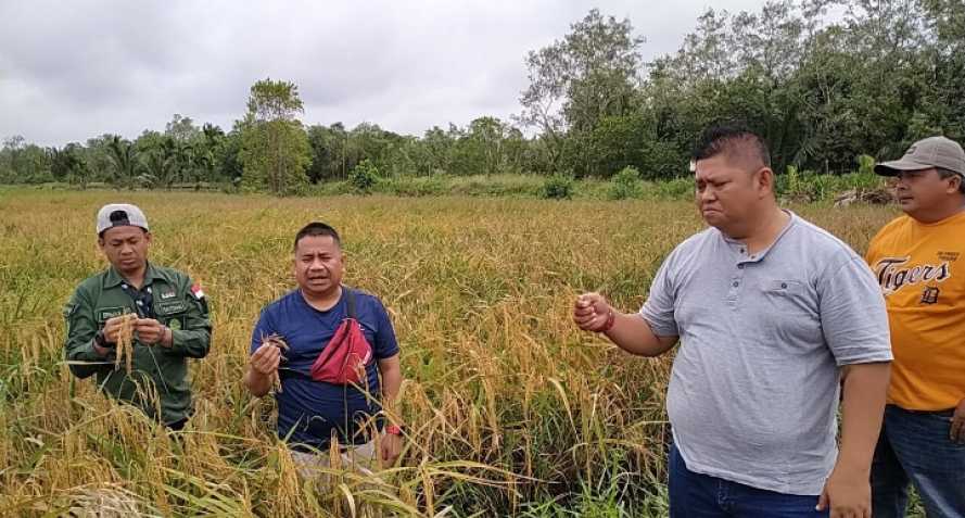 Dirut BUMD Tuah Sekata Tinjau Ketersediaan Beras Penyalai di Kuala Kampar