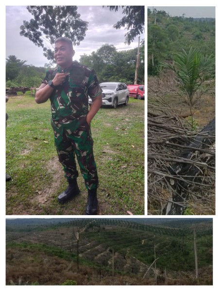 Jejak Akasia di Hutan Konservasi, RAPP Berkontribusi Rusaknya TNTN
