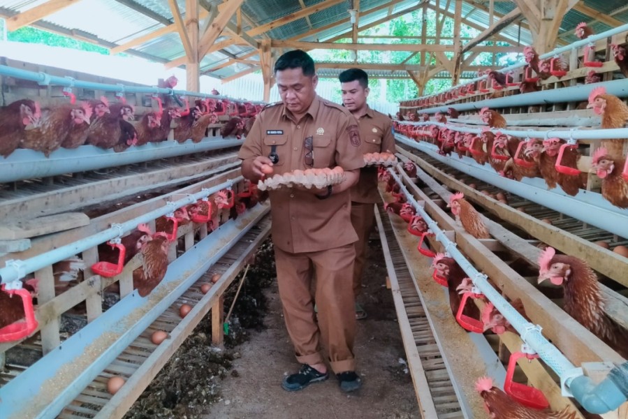 Peternakan Ayam Petelur BUMDes Tambak Tinggi Mulai Berikan Hasil Positif