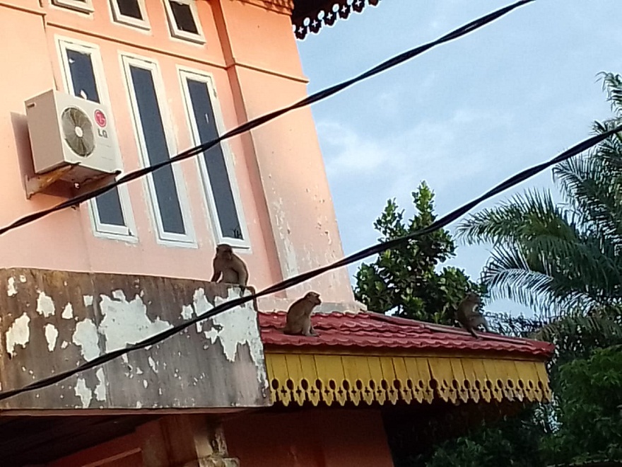 Gerombolan Monyet Liar Teror Kantor  Bhakti Praja