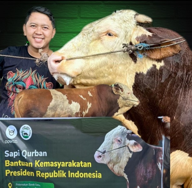 Presiden Prabowo Pilih Sapi dari Juni Fram Sorek Untuk Qurban di Ponpes UAS
