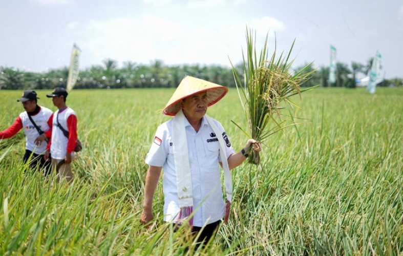 Gubri Panen Raya Padi Nusantara Satu Juta Hektar di Rohil