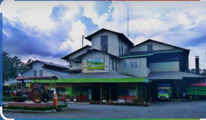 PAD dari PTPN IV Kayu Aro Minim, Muncul Usulan Pengelolaan Kebun Teh Bersama Pemda