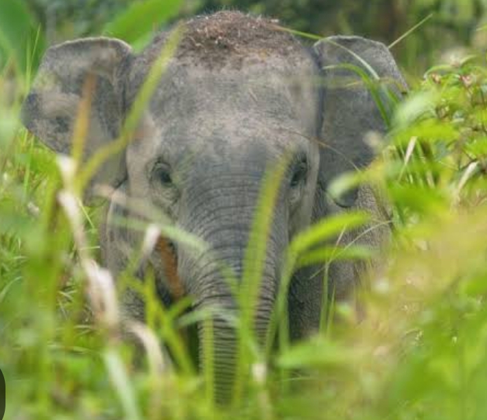 Terlihat di Semak Semak Dekat Pemukiman Warga, Gajah Liar Masuk  Pekanbaru