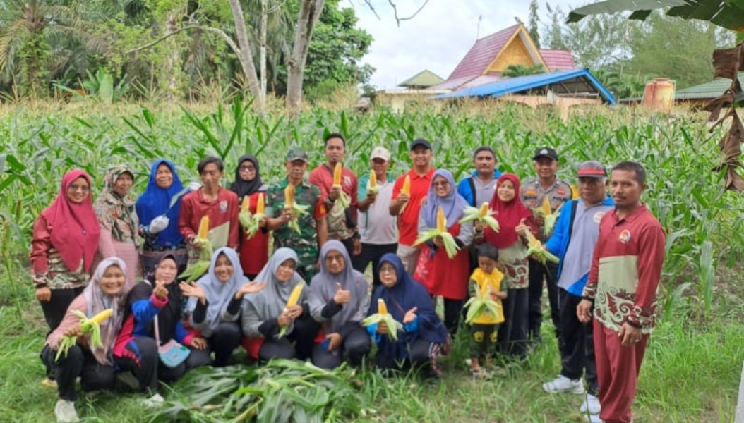 Dukung Program Ketahanan Pangan Pemerintah Pusat, Trimulya Jaya Panen Jagung