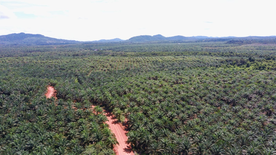 Diduga Rambah Hutan Secara Masif, PT RKT Dipolisikan