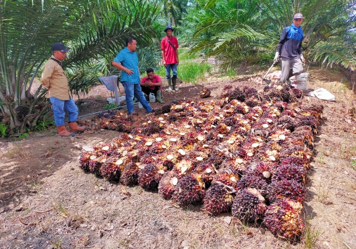 Ratusan Petani Mitra PTPN V Bergembira  Pasca Panen Perdana Program PSR