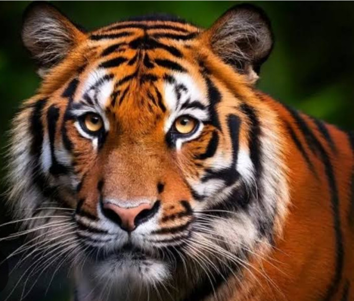 Deforestasi Ancaman Nyata Konflik Manusia dengan Harimau di Riau