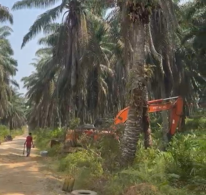 Diduga Replanting Sawit Dimulai, Konflik Lahan Warga Air Terjun dengan PT Serikat Putra Belum Tuntas