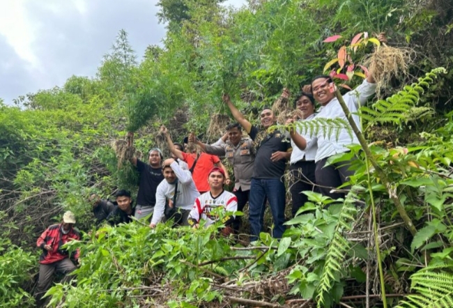 Satreskrim Narkoba Polres Kerinci Temukan Belasan Batang Ladang Ganja di Sungai Dalam