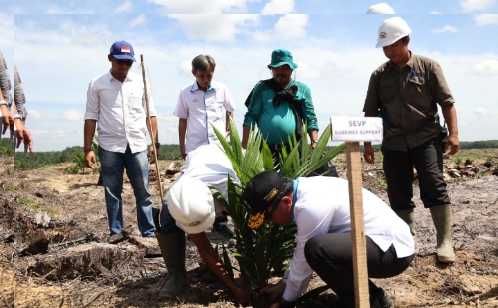 PTPN V Remajakan 13.727 Hektare Perkebunan Sawit Inti Hingga 2026